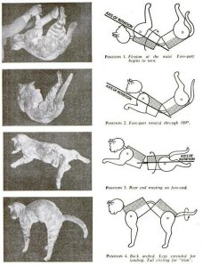 Diagram of a falling cat, turning its front half first then its back half (click to embiggen)